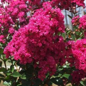 Lagerstroemia indica