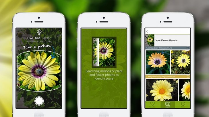 ¿Cómo identificar plantas con una App?