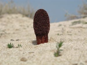 Cynomorium coccineum