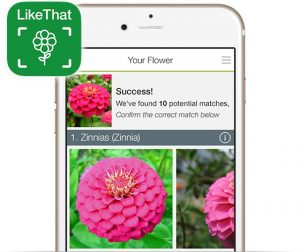 identificar plantas con una App