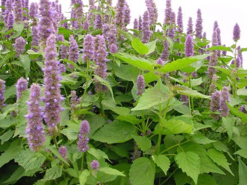 Pogostemon Cablin o Pachuli