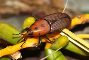plaga de las palmeras