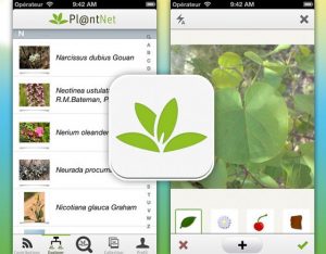 identificar plantas con una App