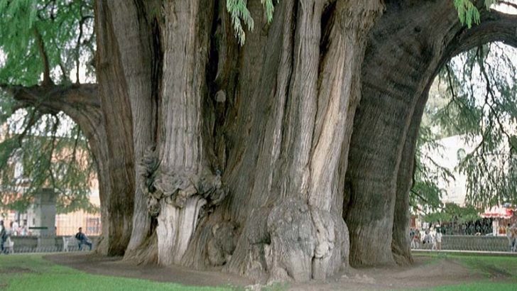El árbol más ancho del mundo