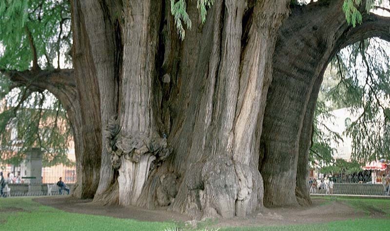 Árbol del Tule