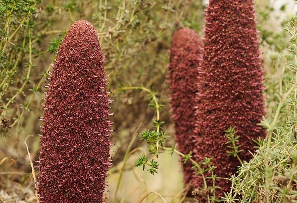 Cynomorium coccineum o Jopo de Lobo