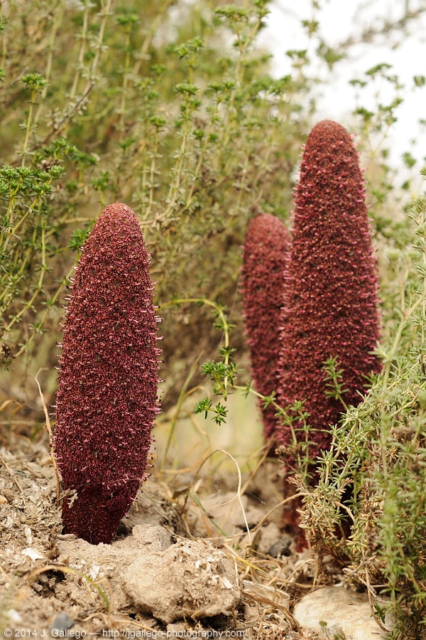 Cynomorium coccineum
