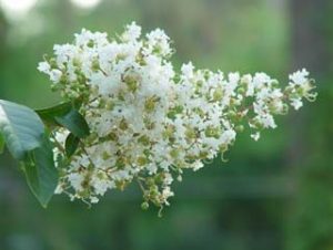 Lagerstroemia indica