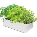 Plantas aromáticas