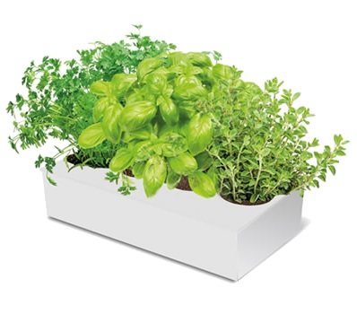 Plantas aromáticas para tu huerto urbano
