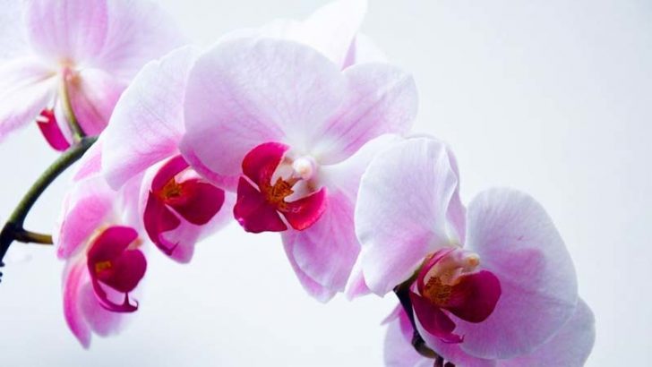 Historia de las orquídeas