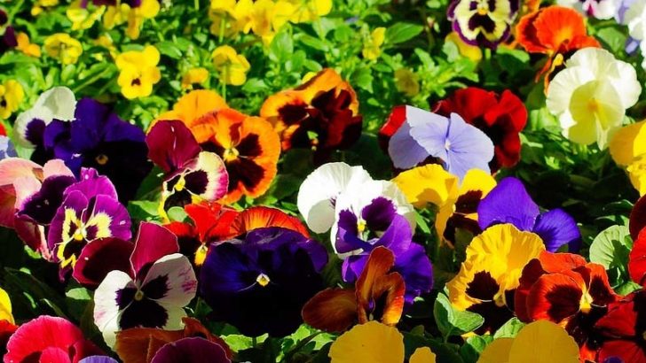 Plantas florales que soportan mejor el verano