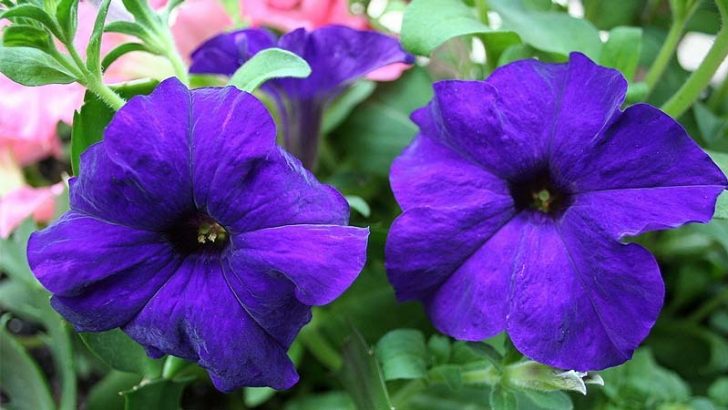 Petunias, perfectas para tu jardín