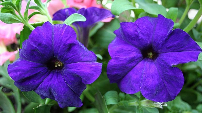 petunias
