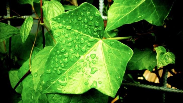 Trucos para el cuidado de tus plantas