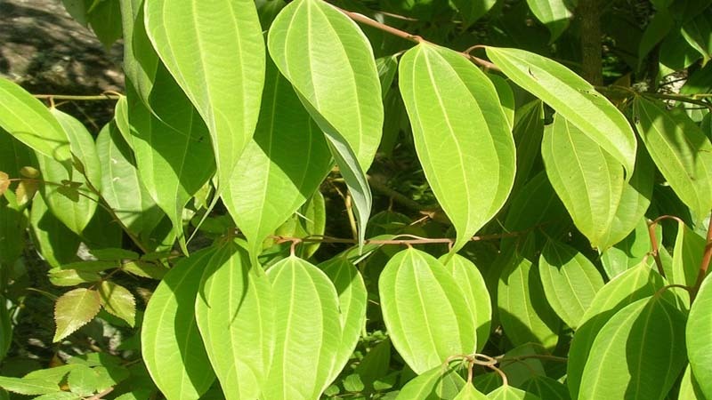 plantas