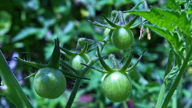Plantas que convierten a insectos herbívoros en caníbales
