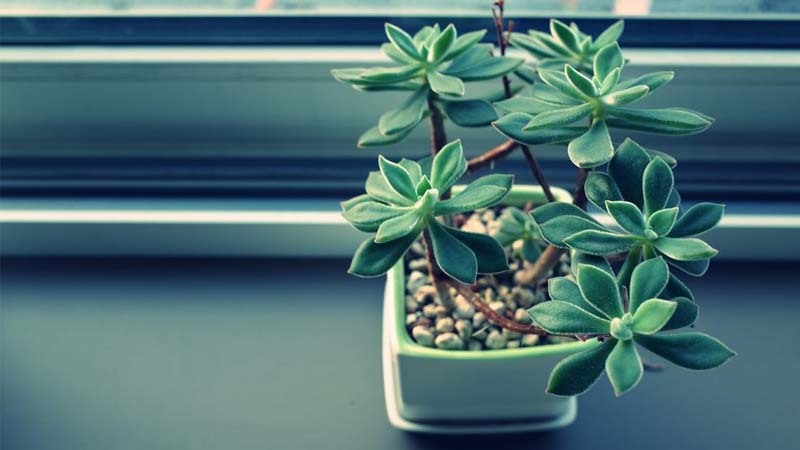 planta en casa