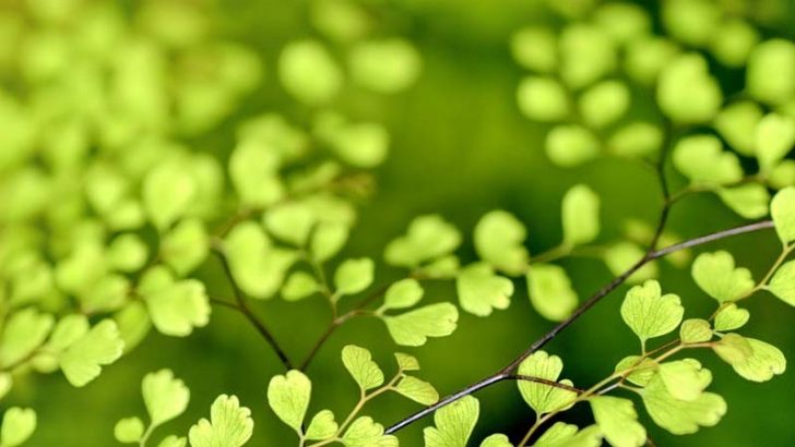 La genética y el crecimiento de las plantas