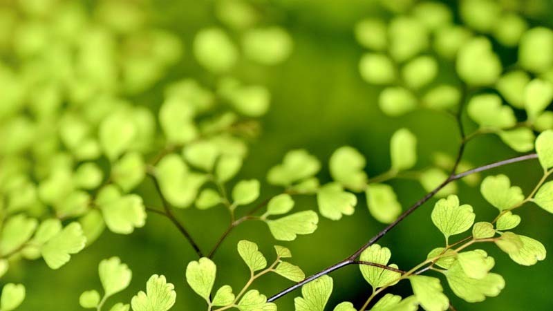 planta