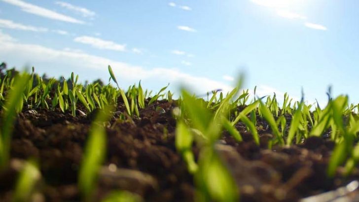 La levadura puede ser útil en suelos contaminados
