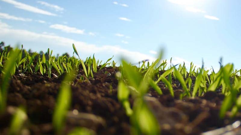 plantas en crecimiento
