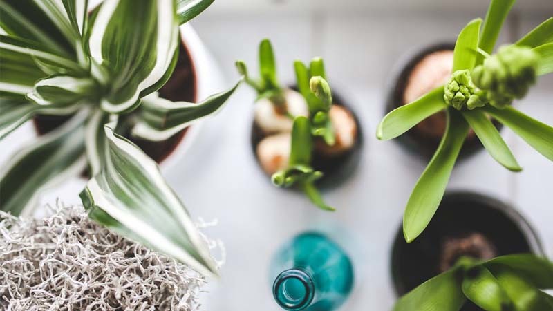 plantas