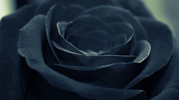 El lugar donde crecen las rosas negras
