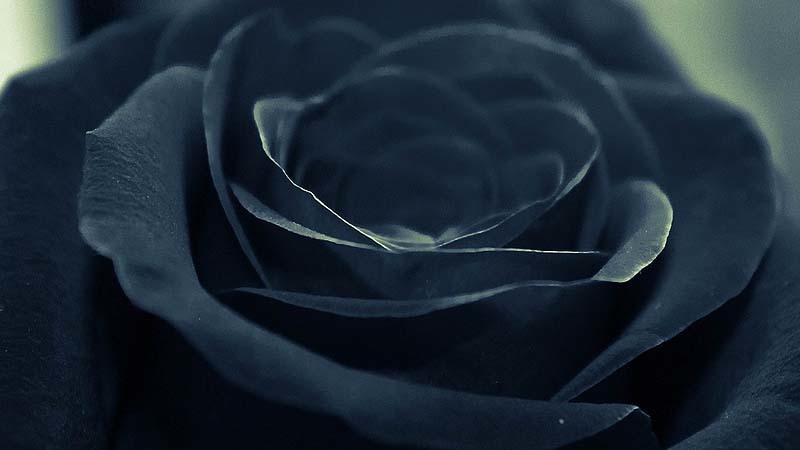 rosas