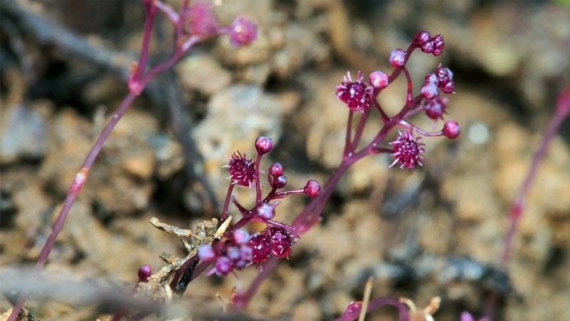 sciaphila