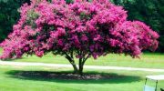 Lagerstroemia indica, floración exuberante