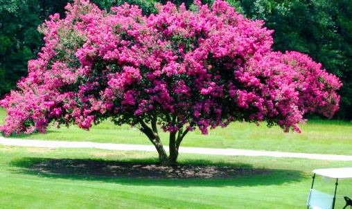 Lagerstroemia indica, floración exuberante