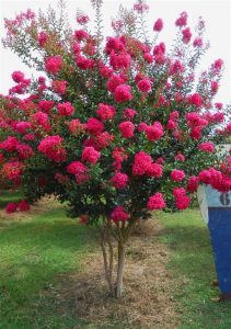 Lagerstroemia indica