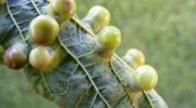Agallas en las plantas: qué son y por qué se producen