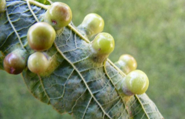 Agallas en las plantas: qué son y por qué se producen
