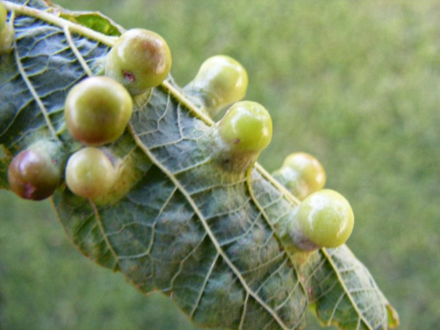 Agallas