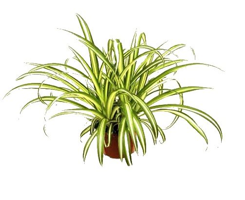 Chlorophytum comosum o cintas