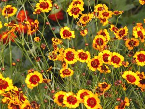 Coreopsis Tinctoria 