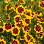 Coreopsis Tinctoria