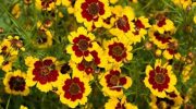 Coreopsis Tinctoria o Bella Diana