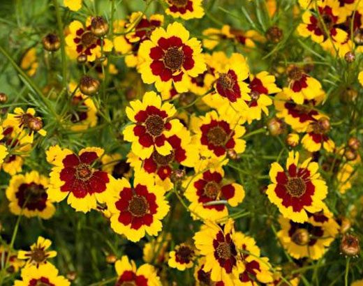 Coreopsis Tinctoria o Bella Diana