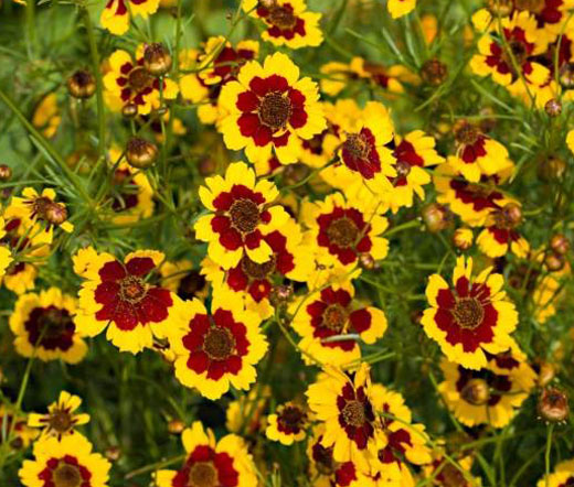 Coreopsis Tinctoria