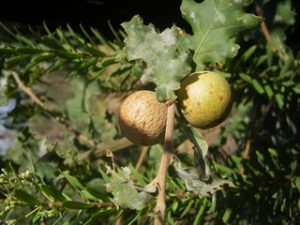 Agallas 