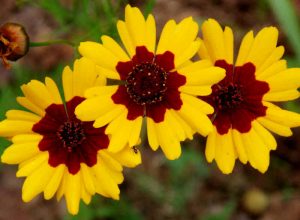 Coreopsis Tinctoria 