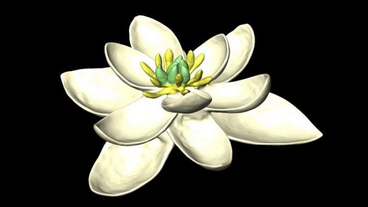¿Cómo era la primera flor del planeta?