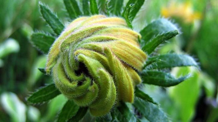 Vacuna contra la polio gracias a las plantas