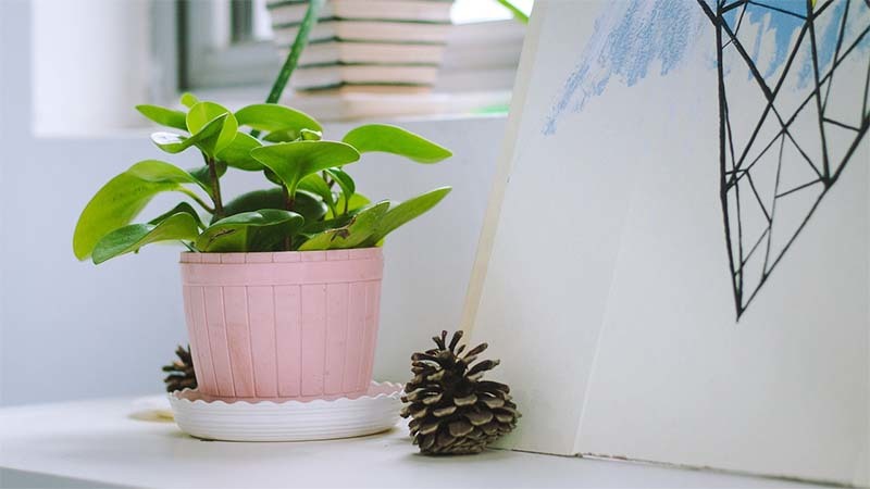 plantas