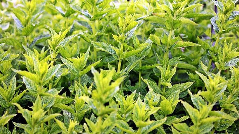 plantas aromáticas