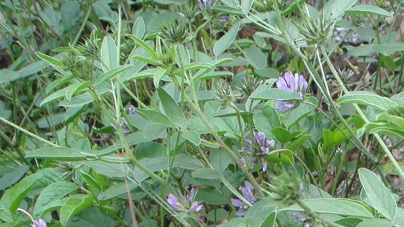 tedera