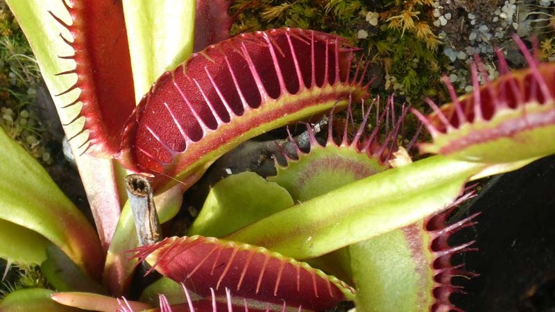 atrapamoscas